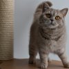 11 maand al een hele dame maar kitten in het hoofd:-)