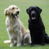 Artan, de Golden Retriever en Cody, de Labrador Retriever