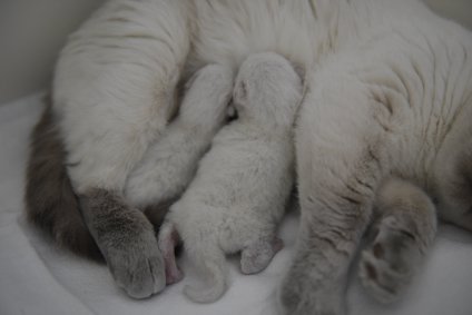 Dalina schenkt het leven aan twee katertjes