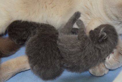 Twee blauwkes geboren!