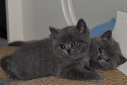 Vinch en Vinny van Eyck, de blauwe broers gaan samen verhuizen naar een super gezin.