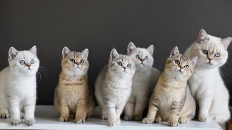 Al de kittens zijn verhuisd en wij gaan pas de zomermaanden nieuwe plannen maken! 