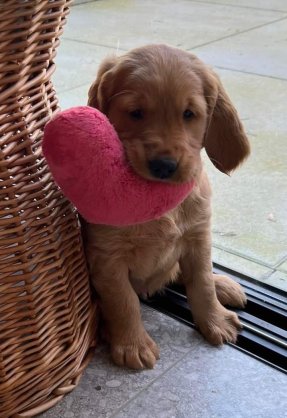 Vandaag zijn wij wat 'goud' rijker en neemt deze golden retriever pup zijn intrek bij ons. Wij geven hem de roepnaam waar alles om gaat, en dat is FUN!